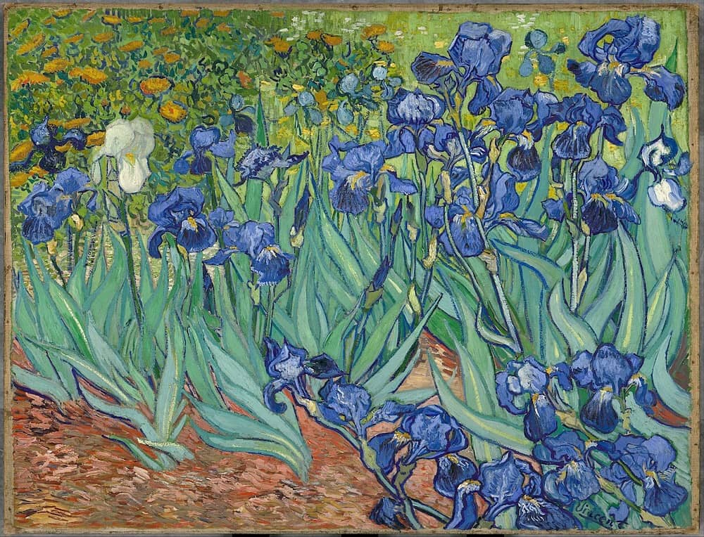 Irises, 1889 by Vincent Van Gogh
